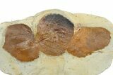Wide Plate with Three Fossil Leaves (Two Species) - Montana #262383-2